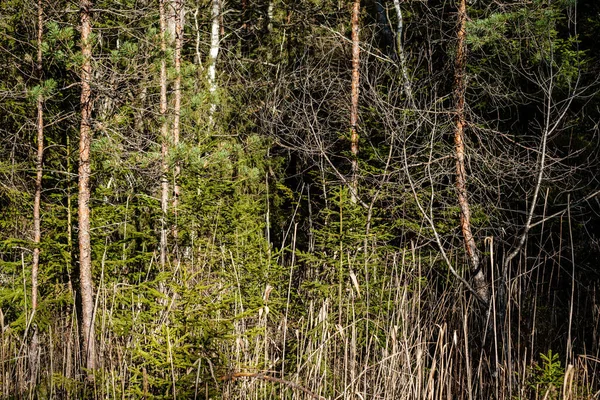 Skogsbuskar Våren Solig Dag Utan Blad Naturligt Texturkaos — Stockfoto
