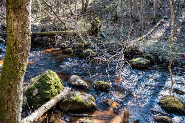 Vysoká Vodní Pramen Rinver Lese Hnědou Vodou Staré Dřevěné Klády — Stock fotografie
