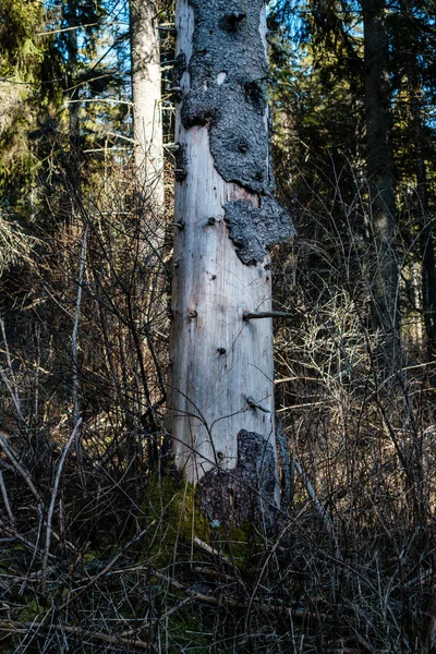 Baharda Orman Çalıları Yapraksız Güneşli Bir Günde Doğal Doku Karmaşası — Stok fotoğraf