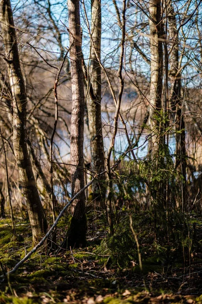 Waldbüsche Frühling Sonniger Tag Ohne Blätter Natürliches Textur Chaos — Stockfoto