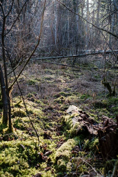 Waldbüsche Frühling Sonniger Tag Ohne Blätter Natürliches Textur Chaos — Stockfoto