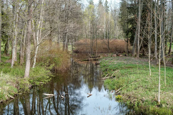 Modré Odrazy Oblohy Průzračném Jezírku Jarními Stromy Zrcadlovým Povrchem — Stock fotografie