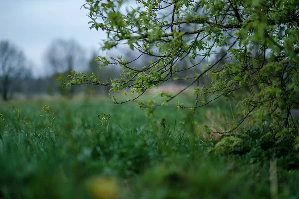 Zelená Jarní Nálada Rozmazané Pozadí Čerstvým Listím Zamračené Nebe Vzor — Stock fotografie