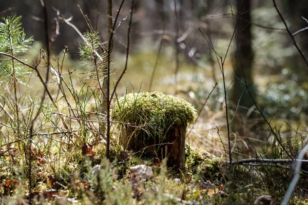 Mousse Forêt Dans Journée Ensoleillée Avec Fond Flou Feuilles Vertes — Photo