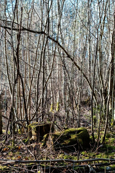 Lesní Keře Jaře Slunečný Den Bez Listí Přírodní Textura Chaos — Stock fotografie