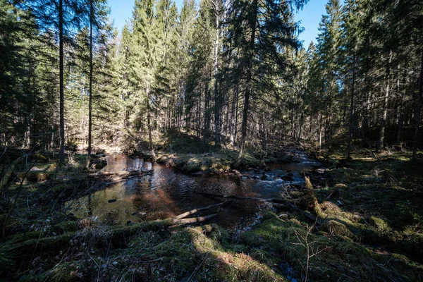 Rincón Manantial Agua Alta Bosques Con Agua Marrón Troncos Madera —  Fotos de Stock