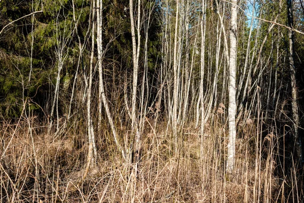 Arbustos Forestales Primavera Día Soleado Sin Hojas Caos Textura Natural —  Fotos de Stock