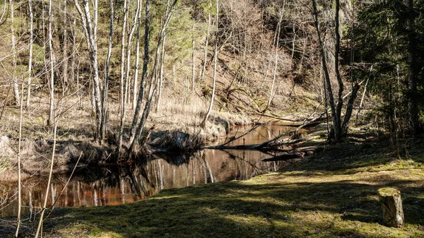 Rincón Manantial Agua Alta Bosques Con Agua Marrón Troncos Madera —  Fotos de Stock