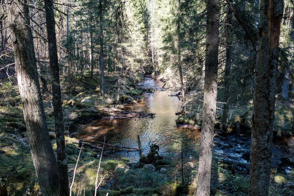 Högvatten Våren Sköljmedel Skogen Med Brunt Vatten Och Gamla Trästockar — Stockfoto