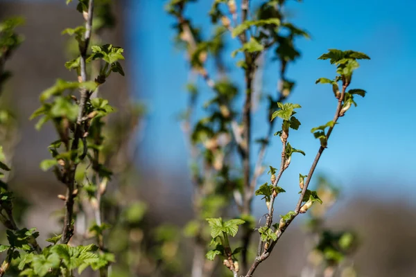 Verse Lentebladeren Struiken Bomen Met Bloeiende Bloemen Wazig Achtergrond Zomer — Stockfoto