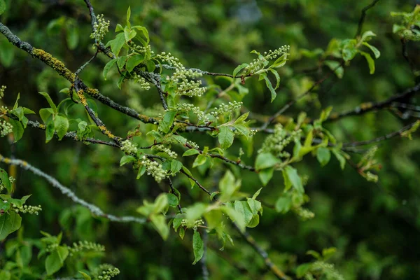 Groene Lente Stemming Wazig Achtergrond Met Frisse Bladeren Bewolkte Lucht — Stockfoto