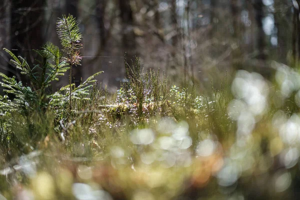 Skog Mossa Solig Dag Med Suddig Bakgrund Och Gröna Blad — Stockfoto