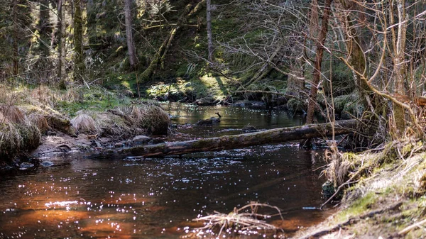 Rincón Manantial Agua Alta Bosques Con Agua Marrón Troncos Madera — Foto de Stock