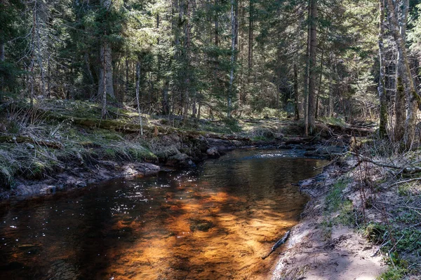 Ormanda yüksek su kaynağı, kahverengi su ve derede eski ahşap kütükler. uzun pozlama havası