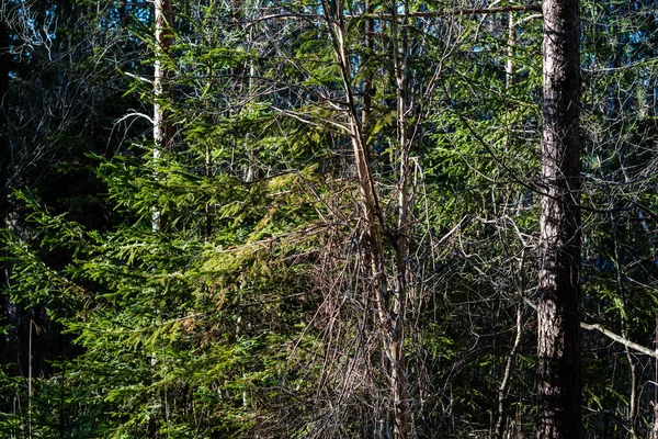 Лесные Кусты Весенний Солнечный День Листьев Природный Текстурный Хаос — стоковое фото