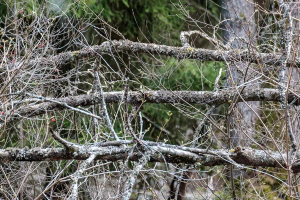 Καυσόξυλα Υφή Log Στη Φύση Πρότυπο Χάος Ξύλο — Φωτογραφία Αρχείου