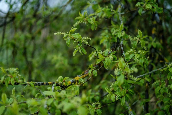 Зелений Весняний Настрій Розмиває Фон Свіжим Листям Візерунком Хмарного Неба — стокове фото