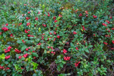 Sonbaharda ormanda yeşil yosunlarda kırmızı yaban mersini.