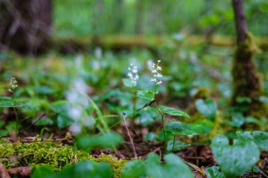 Taze yeşil yaz yaprakları yağmurdan sonra nemli yapraklarla soyutlanır.