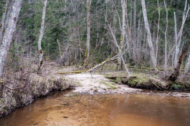Baharın başlarında çamurlu su ve ıslak yeşil yapraklarla dolu boş bir nehir yatağı. Yapraksız ağaçlar, geniş açı.