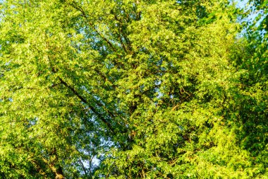 Taze yeşil yaz yaprakları yağmurdan sonra nemli yapraklarla soyutlanır.
