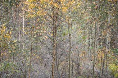 Güneşli bir günde parktaki altın sarısı sonbahar ağaçları ve yerdeki yapraklar.