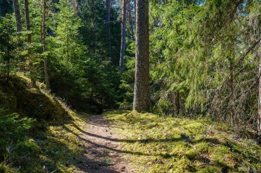 Enmpty Forest Yolu 'nda traktör tekerlek izleri ve yeşil doğa var.