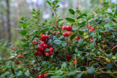 Sonbaharda ormanda yeşil yosunlarda kırmızı yaban mersini.