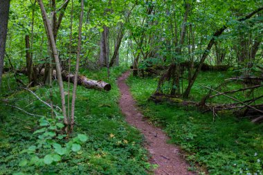 Taze yeşil yaz yaprakları yağmurdan sonra nemli yapraklarla soyutlanır.