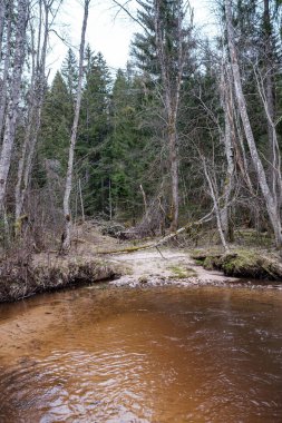 Baharın başlarında çamurlu su ve ıslak yeşil yapraklarla dolu boş bir nehir yatağı. Yapraksız ağaçlar, geniş açı.