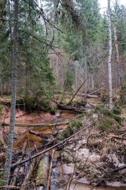 Baharın başlarında çamurlu su ve ıslak yeşil yapraklarla dolu boş bir nehir yatağı. Yapraksız ağaçlar, geniş açı.