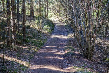 Enmpty Forest Yolu 'nda traktör tekerlek izleri ve yeşil doğa var.
