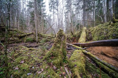 Baharın başlarında çamurlu su ve ıslak yeşil yapraklarla dolu boş bir nehir yatağı. Yapraksız ağaçlar, geniş açı.