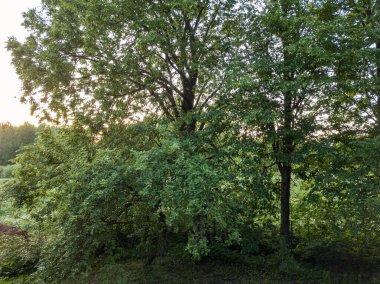 Yazın yol ağıyla soyut alan ve ülke modelleri