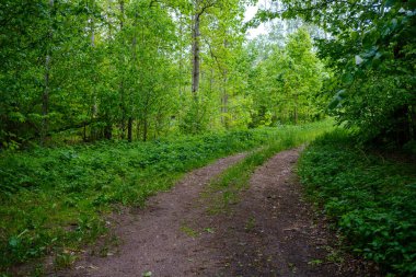 Enmpty Forest Yolu 'nda traktör tekerlek izleri ve yeşil doğa var.