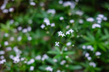 Taze yeşil yaz yaprakları yağmurdan sonra nemli yapraklarla soyutlanır.