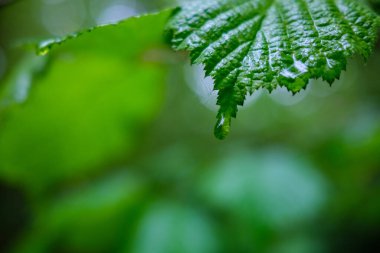Taze yeşil yaz yaprakları yağmurdan sonra nemli yapraklarla soyutlanır.