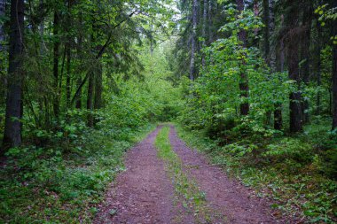 Enmpty Forest Yolu 'nda traktör tekerlek izleri ve yeşil doğa var.
