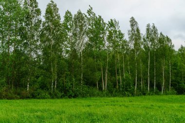 Yeşil yaz bahçesi manzarası çimenli, ağaçlı ve çiçekli.