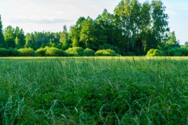 Taze yeşil yaz yaprakları yağmurdan sonra nemli yapraklarla soyutlanır.