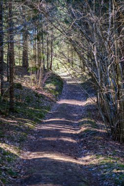 Enmpty Forest Yolu 'nda traktör tekerlek izleri ve yeşil doğa var.