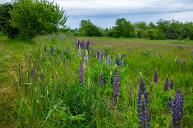 Renkli yaz çiçekleri ve bulanık arkaplan ılık renkler