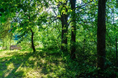 Taze yeşil yaz yaprakları yağmurdan sonra nemli yapraklarla soyutlanır.