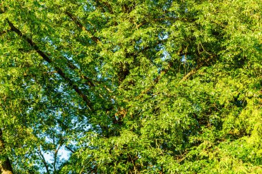 Taze yeşil yaz yaprakları yağmurdan sonra nemli yapraklarla soyutlanır.