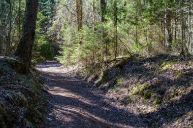 Enmpty Forest Yolu 'nda traktör tekerlek izleri ve yeşil doğa var.