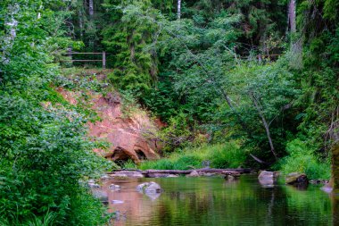 Letonya 'da Amata nehrindeki kum taşı kayalıkları yüksek seviye ve yeşil yapraklı yaz su akıntısı