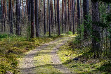 Enmpty Forest Yolu 'nda traktör tekerlek izleri ve yeşil doğa var.