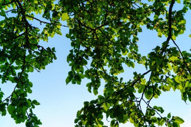 Taze yeşil yaz yaprakları yağmurdan sonra nemli yapraklarla soyutlanır.