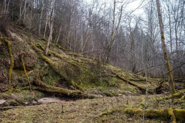 Baharın başlarında çamurlu su ve ıslak yeşil yapraklarla dolu boş bir nehir yatağı. Yapraksız ağaçlar, geniş açı.