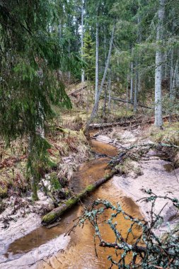 Baharın başlarında çamurlu su ve ıslak yeşil yapraklarla dolu boş bir nehir yatağı. Yapraksız ağaçlar, geniş açı.
